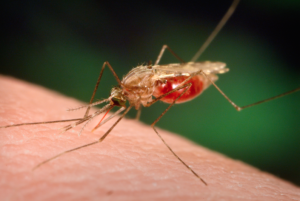 Foto de un mosquito anopheles funestus, un importante transmisor de la malaria en África. Crédito: CDC / James Gathany, Dr. Frank Collins , de la Universidad de Notre Dame.