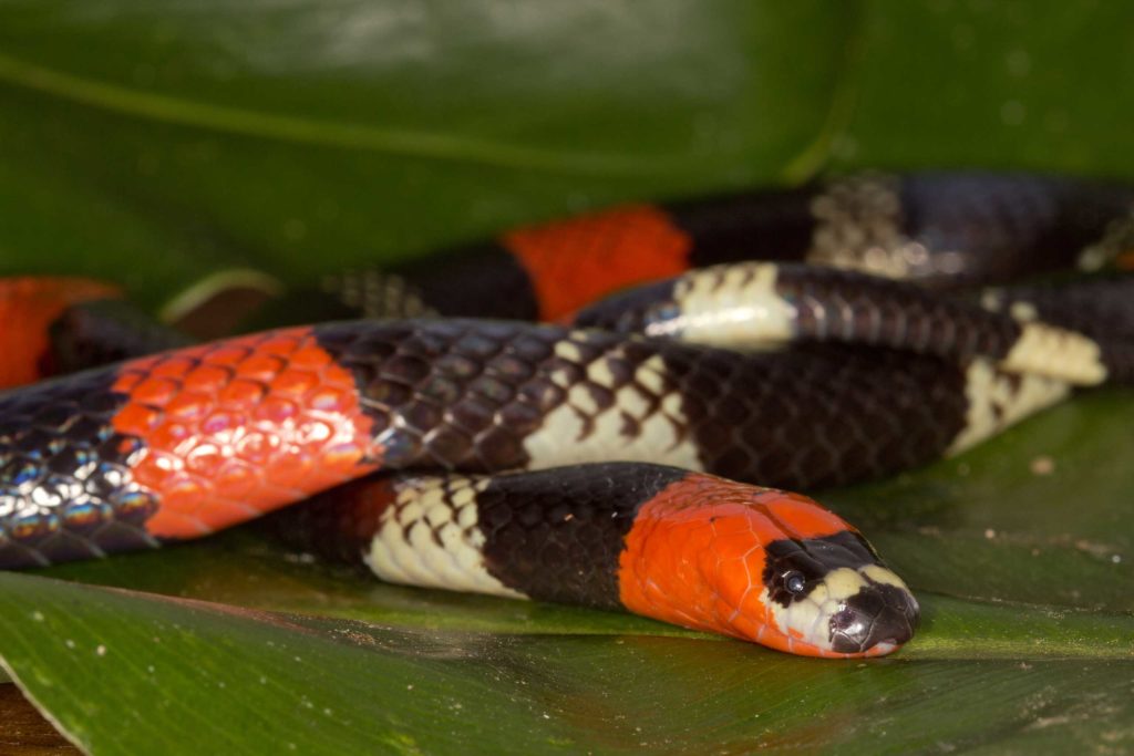 La peligrosa culebra coral sudamericana <em>Micrurus lemniscatus. </em> Foto: Pascal Title