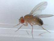 fruitfly_1