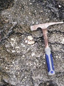 Las conchas fosilizadas de caracoles de mar de la costa meridional de Bermudas fueron utilizadas en un estudio llevado a cabo por la Universidad de Michigan sobre las temperaturas oceánicas pasadas. Crédito de imagen: Ian Winkelstern