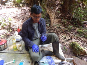 Juan Carlos Cusi del Museo de Historia Natural de la Universidad Nacional Mayor de San Marcos en Lima, Perú, recoge muestras de anfibios en el Bosque de Protección Pui Pui en Perú. Cusi es uno de los cuatro miembros del equipo de investigación que ha descrito cinco nuevas especies de ranas de la zona este año.