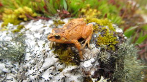 Pristimantis bounides, conocidas a partir de dos sitios a alturas de 10.991 pies y 11.362 pies. El nombre de la especie “bounides” se deriva del sustantivo griego “bounos”, que significa “habitante de las colinas” y se refiere al hábitat de los bosques montanos donde se encontró esta rana. Foto de Rudolf von May.