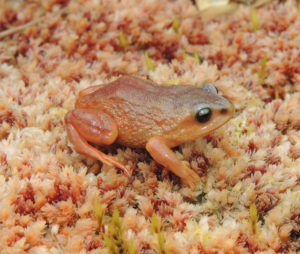 Pristimantis puipui, conocida desde un único sitio cerca de Laguna Sinchón, que marca el centro aproximado del Bosque Pui Pui a una altura de 12.762 pies sobre el nivel del mar. El nombre de la especie se deriva de las palabras quechua “Pui Pui”, que significa “ojos de agua”, en referencia a los numerosos lagos del del Bosque de Protección Pui Pui. Fotografía de Jiri Moravec.