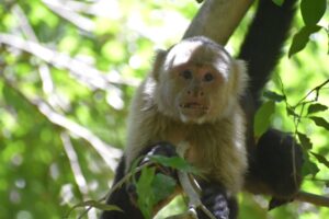 Los monos capuchinos juegan, descansan y comen en la reserva forestal de Taboga en Costa Rica. Los monos son rastreados como parte del Proyecto de Investigación de Capuchinos de Taboga. Crédito de imagen: Equipo de Investigación de Capuchinos de Taboga