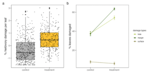 La Sección A de esta figura muestra que las plantas tratadas con glifosato, el ingrediente activo en el herbicida RoundUp, experimentan niveles más altos de herbivoría por insectos que las plantas de control, según un estudio de la Universidad de Michigan. Cada punto en el gráfico representa una planta individual. La Sección B muestra que las plantas tratadas con glifosato experimentan más casos de alimentación por agujeros y en los márgenes. La cantidad de casos de alimentación superficial es menor en las plantas tratadas en comparación con las plantas de control. Imagen cortesía: Grace Zhang, Regina Baucom, Universidad de Michigan.