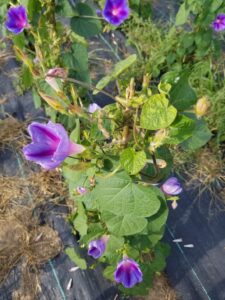 Las flores de gloria de la mañana están deformes y las hojas ligeramente rizadas después de ser tratadas con glifosato, el ingrediente activo en el herbicida RoundUp. Imagen cortesía: Grace Zhang, Universidad de Michigan.