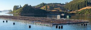 Al aumentar la capacidad en lugares estratégicos, las operaciones de maricultura, como esta que se muestra en un fiordo chileno, pueden ayudar a alimentar a la creciente población del planeta mientras reducen su impacto en la biodiversidad marina, según una nueva investigación liderada por la Universidad de Michigan. Crédito de la imagen: Gordon Leggett/Wikimedia Commons/CC BY-SA 4.0.