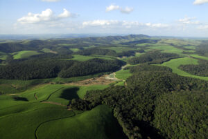 La legislación brasileña exige que los agricultores protegen ciertos porcentajes de sus tierras en diferentes regiones de Brasil, según el científico investigador de la Universidad de Michigan, Thiago Gonçalves-Souza. Se requiere que las granjas protejan el 80% de la tierra si están ubicadas en la Amazonia, el 35% si están en el cerrado brasileño y el 20% en otros biomas, incluido el bosque atlántico. Esta plantación de caña de azúcar se encuentra en Alagoas, que forma parte del bioma del bosque atlántico. Si bien esto ayuda, un estudio liderado por Gonçalves-Souza encuentra que grandes extensiones de bosque sin alteraciones son mejores para albergar biodiversidad. Foto cortesía de Adriano Gambarini.