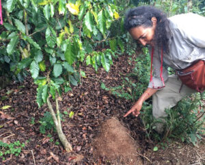Ivette Perfecto, profesora en la Escuela de Medio Ambiente y Sostenibilidad de la Universidad de Michigan, señala un nido de Solenopsis invicta, una especie de hormiga que vive en una finca cafetalera en Puerto Rico. Crédito de la imagen: Ivette Perfecto, John Vandermeer, Universidad de Michigan