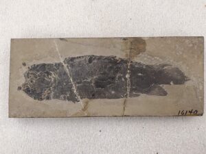 Esqueleto completo de Dipterus, un pez pulmonado extinto del Devónico medio. Ejemplar (UMMP 16140) del Museo de Paleontología de la Universidad de Michigan. Crédito de imagen: E.M. Troyer