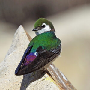Una golondrina verde-violeta está posada sobre un trozo de concreto y mira hacia atrás, por encima de su ala, hacia la cámara.